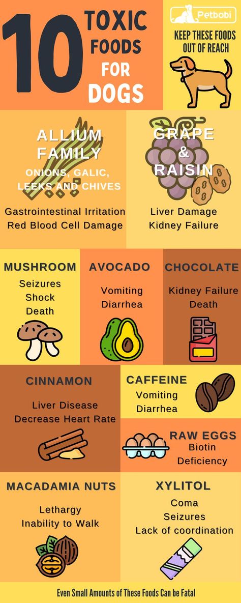 Things Dogs Cant Eat, Toxic Foods For Dogs, Foods For Dogs, Human Food For Dogs, Reactive Dog, Avocado Chocolate, Dog Health Tips, Toxic Foods, Notes Ideas