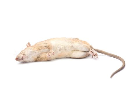 White Rat, Dead Mouse, Design Background, Rats, Vintage Design, White Background, Stock Images, Stock Photos, Animals