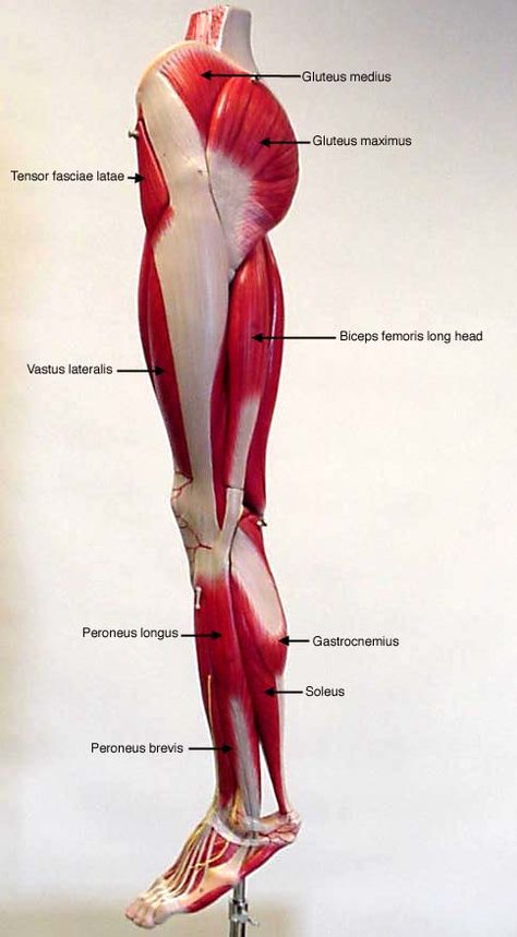 labeled lateral view of leg - muscles Body Digital Art, Leg Muscles Diagram, Muscles Diagram, Leg Muscles Anatomy, Male Back, Muscle Diagram, Gastrocnemius Muscle, Lower Leg Muscles, Leg Anatomy