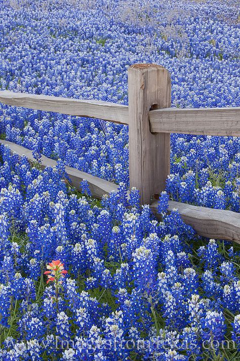 Bluebonnets along a Wooden Fence 4 photo Llano Texas, Living Fence, Texas Bluebonnets, Indian Paintbrush, Texas Hills, Types Of Fences, Modern Fence, Fence Landscaping, Backyard Fences