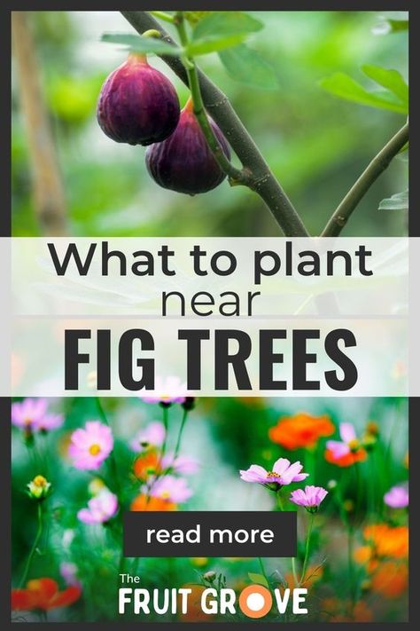 Grow a happier, healthier fig tree by choosing the right fig companion plants! Learn what to plant under a fig tree to maximize its growth and yield, keep away the pests, and attract pollinating insects. While you’re at it, find out what plants to avoid growing near fig trees, too. Click the article to discover the best practices for planting under your fig, from sunlight considerations to spacing strategies. A flourishing fig tree awaits! Fig Tree Garden Design, Fig Trees In Pots, Desert King Fig Tree, Fig Tree In Garden, Fig Tree Companion Plants, How To Propagate A Fig Tree, Planting Fig Trees, Fig Tree Guild, Fig Tree Landscaping