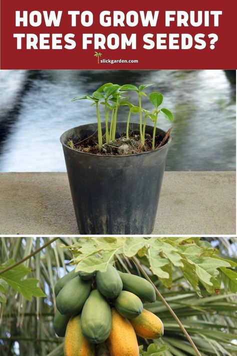 Whether a beginner or an expert, you might be wondering about the fruit trees that can be easily grown from the seeds. Well, here are some of these: Growing Fruit Trees From Seed, Fruit Trees From Seed, Indoor Fruit Trees, Gardening Infographic, Gardening Inside, Planting Fruit Trees, Garden Ideas To Make, Squash Plant, Growing Trees