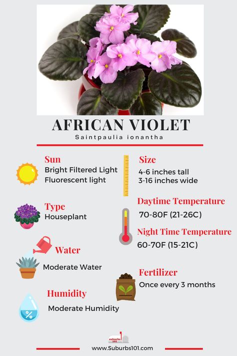 9 Tips on How to Care for Your African Violet (Infographic) Violet Plant Care, Homesteading Projects, Papercraft Pokemon, African Violet Care, Plant Obsession, African Violet Pots, Yard Plants, Houseplant Care, African Plants