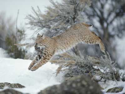 Bobcats demonstrate a fierce hunting style and can take huge leaps to catch prey. See big cat pictures. Caracal Cat, Fierce Animals, Cat Anatomy, Oversized Art, Domestic Cat, Leopards, Wild Ones, Lynx, Forest Animals