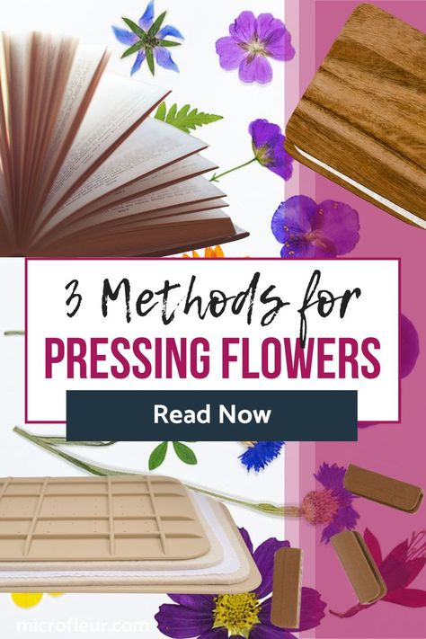 How To Flatten Flowers In A Book, How To Flatten Flowers, How To Press Flowers, Pressed Flowers Diy, Press Flowers, Pressing Flowers, Flower Pressing, Pressed Flower Crafts, Stock Flower