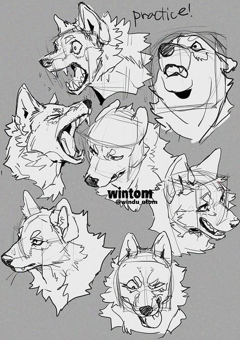 wintom (@windu_utom) 的媒体帖子 / X Wolf Face Drawing Reference, Wolf Expressions Drawing, Animal Drawing Poses, Anthro Drawing Reference, How To Draw Anthro, Wolf Anatomy Reference, Wolf Anatomy Drawing, Wolf Poses Reference, Anthro Tutorial