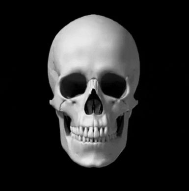 Skull GIF - Find & Share on GIPHY Gif