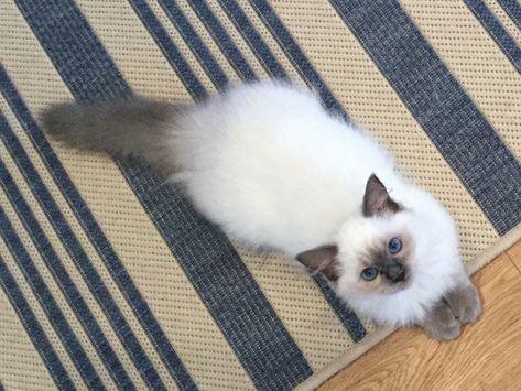 Siamese Aesthetic, Blue Point Cat, Blue Point Ragdoll, Himalayan Cats, Himalayan Cat, 20 Weeks, Blue Point, Ragdoll Kitten, Baby Animals Pictures