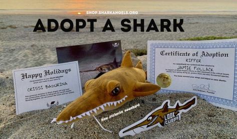 Adopt a Sawshark with Shark Angeles (Ocean Advocacy) Fundraising Campaign, Endangered Species, Chow Chow, Scuba Diving, Fish Pet, Diving, Adoption, Angeles, Angel