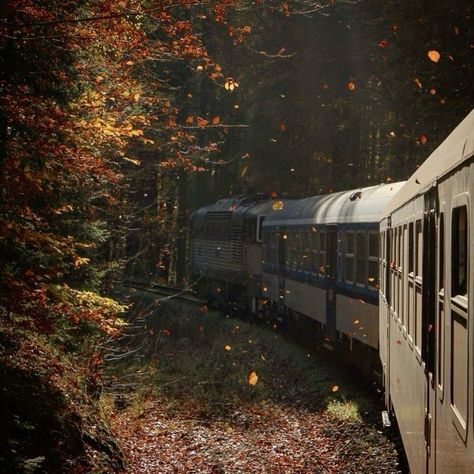 Autumn In Film, Forest In Autumn, Autumn Aesthetic Photos, Autumn Season Aesthetic, Autumn Train, Autumn Pics, Train Aesthetic, Foto Muro Collage, Autumn Fall Aesthetic