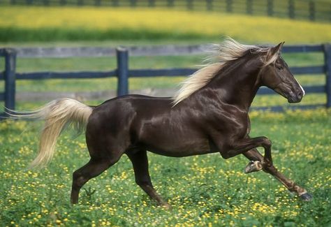 House Blackwood, Rocky Mountain Horse, Grulla Horse, All Horse Breeds, Animals Horse, Mountain Horse, Horses Breeds, Horse Games, Morgan Horse