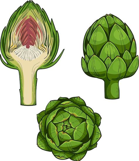 Artichoke engraving sketch style hand dr... | Premium Vector #Freepik #vector #nature #farm #green #background Vector Nature, Design Circle, Hand Drawn Vector Illustrations, Sketch Style, Hand Drawn Vector, Background Background, Iconic Photos, Photography Design, Artichoke