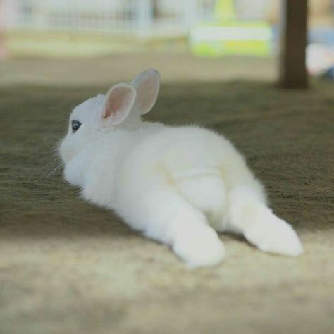 Bunny Butts, Bunny Cages, Baby Animals Pictures, Bunny Pictures, Most Beautiful Animals, Kawaii Animals, Baby Bunnies