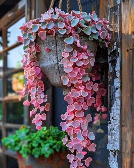 Hoya Kerrii, Succulent Landscape Design, Goth Garden, Succulent Gardening, Creative Gardening, Colorful Plants, Hanging Garden, Pretty Plants, Garden Art Diy