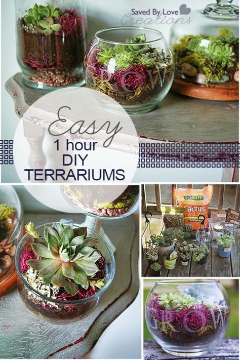 Diy Succulent Terrarium, Diy Terrarium, Beautiful Terrariums, Terrarium Diy, Garden Terrarium, Terraria, Terrarium Plants, Succulent Terrarium, Cactus Y Suculentas