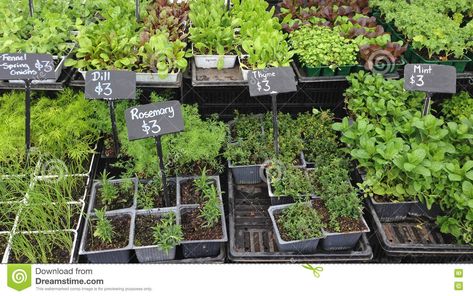 Selling Herbs At Farmers Market, Farmers Market Vegetables, What To Sell At Farmers Market, Farmers Market Display Ideas, Germination Chamber, Pot Packaging, Backyard Nursery, Selling Plants, Vegetables Growing