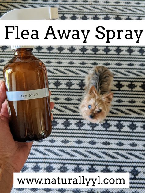 Flea Spray For House Essential Oil, Natural Flea Spray For Dogs, All Natural Flea Spray For Home, Doterra Flea And Tick Spray For Dogs, Essential Oils Fleas Home, Essential Oils To Get Rid Of Fleas, Diy Flea Spray For House Furniture, All Natural Flea And Tick Spray For Dogs, Home Made Flea Spray For Dogs