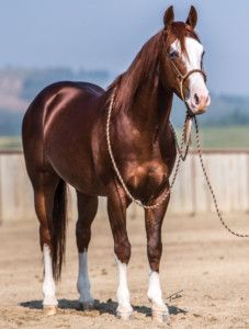 Cats Picasso - Stallion Register Directory Chestnut Quarter Horse, Aqha Horses, Horse Coats, Blue Roan, American Quarter Horse, Quarter Horses, Most Beautiful Horses, Chestnut Horse, My Horse