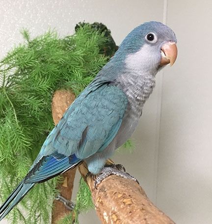 Blue Quaker Parrot, Quaker Parrot, Birds For Sale, Website Promotion, Parakeets, Pet Bird, Search Engines, Colorful Birds, Fun Loving