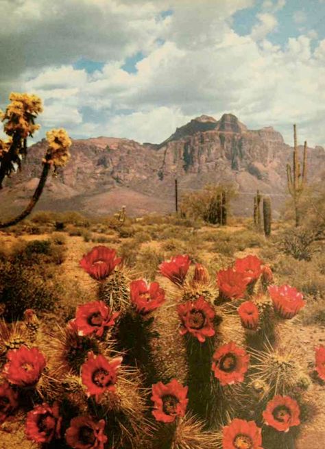 Desert Grunge, Desert Beauty, Vintage Desert, Desert Aesthetic, Desert Style, Western Landscape, Desert Dream, Desert Life, Desert Flowers