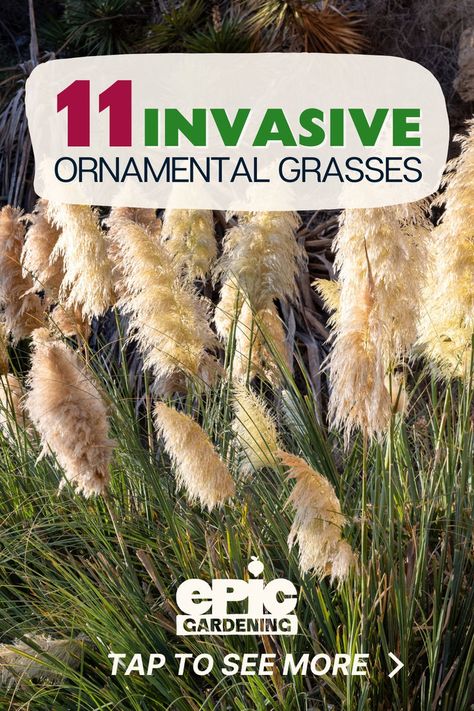 Tall, pampas grass with fluffy, feather-like leaves on top of thick, tall, green steams. Ornamental Grass Landscape, Native Grasses, Grass Landscape, Ornamental Grass, Perennial Grasses, Grass Type, Grasses Landscaping, Grasses Garden, Ornamental Grasses