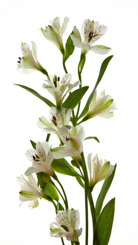 White Alstroemeria, Peruvian Lily, Floral Design Classes, Peruvian Lilies, Flower Identification, Natural Flowers, Pink Carnations, Language Of Flowers, Single Flower