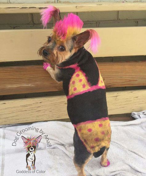 Creative Dog Grooming, Dog Dye, Celebrity Dogs, Creative Grooming, Yellow Polka Dot, Silly Dogs, Hair Colorist, Cat Grooming, Dog Grooming