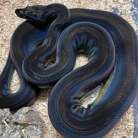 Black Rainbow Snake, Black Boa Constrictor, Pet Boa Constrictor, Cool Looking Snakes, Boa Constrictor Aesthetic, Boa Constrictor Pet, Cool Reptiles, Pretty Snakes Beautiful, Rainbow Boa Snake