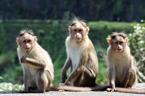 Three Monkeys. A group of three monkeys sitting on a wall on a forest border , #sponsored, #monkeys, #group, #Monkeys, #sitting, #border #ad 3 Monkeys Funny, Forest Border, Adorable Monkeys, Three Monkeys, Pet Monkey, Monkeys Funny, Monkeys, Animal Pictures, Black Cat