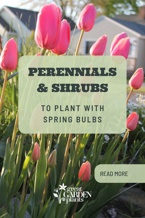 Do your spring bulbs need a boost? Give your short-lived bulbs a long-lasting impression in the garden by pairing them with perennials and shrubs. Their blooming power will extend interest into summer, even fall. From adding contrasting color or textures that creates interest to camouflaging spent bulb foliage, there are many reasons to add accompanying plants near your spring bulbs. Spring Bulb Planting Ideas, Bulb Garden, Bulbs Garden Design, Spring Bulbs Garden, Landscaping Inspiration, Perennial Shrubs, Garden Bulbs, Welcome Spring, Spring Bulbs