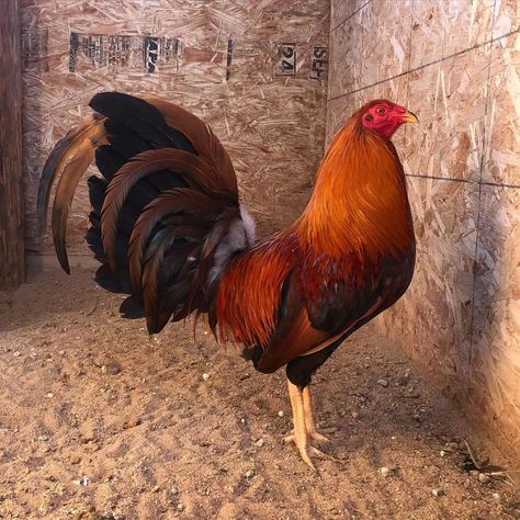 Another cock in our fly pens #gamefarm #gamefowl #gallos #gallosfinos #sabong #gamefowlnation #gamefowlbreeder #gallosdepelea #gallosdecombate #gallero #sabongnation #gamefowlbreeders #sabongero #galleros #sabonglife #gallofino #kelso #americangamefowl #rooster #gallo #hatchgamefowl #chicken #backyardbreeders #manok #gamefowllife #hawaiigamefowl #backyardbreeder #gamebirds #hatch #gamebirdbreeders Hawaii Games, Gamebirds, Game Fowl, Chicken Farming, Game Birds, Rooster, Chicken, Quick Saves