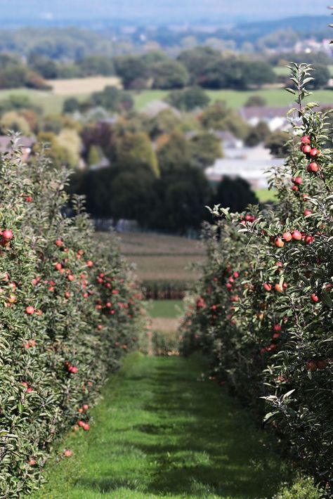 Are you thinking of planting your own orchard? We have the ultimate guide to help you plan, plant and harvest one. To find out more follow the link… #orchard #gardenorchard | gardening | how to plant apple trees | how to plant fruit trees | grow your own orchard | orchard fruit | Apricot Orchard, Home Orchard, Apple Tree From Seed, Apple Garden, Cherry Orchard, Orchard Garden, Small Town Romance, Big Garden, Apple Orchard