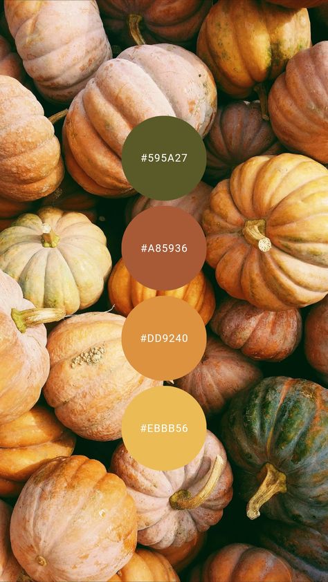 Classic autumn is captured in this warm pumpkin, squash, and olive combo. Try it in the kitchen, living / family room, or master / primary bedroom. #colourpalette #colorpalette #colour #color #palette #harvest #gold #orange #copper #pumpkin #autumn #fall Stuffed Butternut, Autumn Color Palette, Fall Color Schemes, Orange Palette, Colour Trend, Pumpkin Squash, Pantone Colour Palettes, Orange Copper, Hex Color Palette