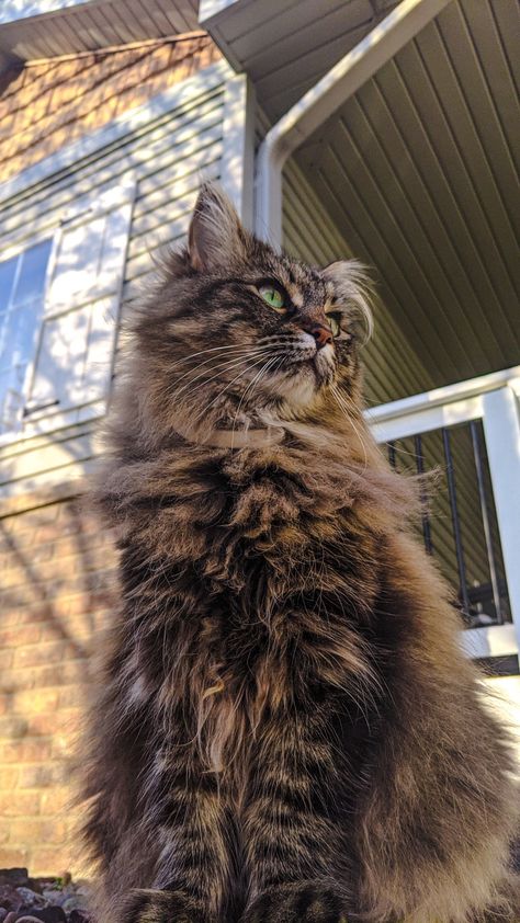 cat fur, fluffy, brown, green eyes Brown Fluffy Cat Aesthetic, Brown Cat Fluffy, Long Haired Brown Tabby Cat, Brown Tabby Cat Long Hair, Dark Brown Tabby Cat, Brown Tabby Cat Aesthetic, Fluffy Cat Aesthetic, Brown Fluffy Cat, Brown Cat Aesthetic