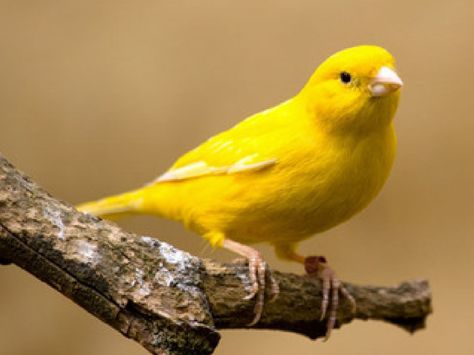 Birds Yellow, Canary Birds, Yellow Birds, Easy Pets, Painting Birds, Bird Graphic, Bird Care, Yellow Bird, Pet Bird