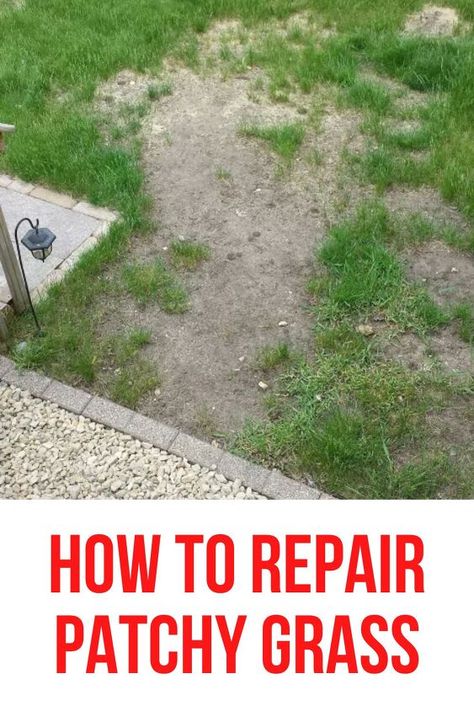 How to Repair Patchy Grass How To Fix Patchy Grass Lawn, How To Over Seed Your Lawn, How To Reseed Your Lawn, How To Sod A Yard, Lawn Maintenance Tips, Lawn Tips And Tricks, How To Grow Your Own Sod, How To Fix Lawn, Replanting Grass Lawn