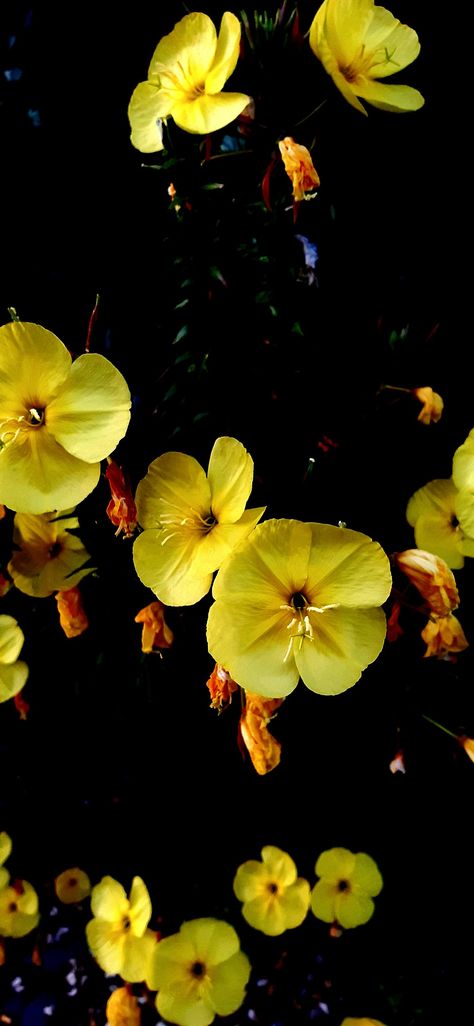 Evening primrose Primrose Wallpaper, Evening Primrose Flower, Butterflies Art, Beautiful Butterflies Art, Evening Primrose, Butterfly Art, Flower Backgrounds, Beautiful Butterflies, Wild Flowers