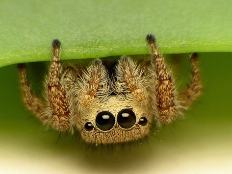 Spider photos — ceruleanpineapple: A Small Jumping Spider by... Lucas The Spider, Arachnids Spiders, Spider Species, Jumping Spiders, Pet Spider, Itsy Bitsy Spider, Cool Bugs, Cute Reptiles, Jumping Spider