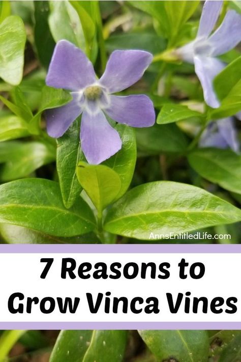 7 Reasons to Grow Vinca Vines. Perennial Vinca vines sure do pack a garden punch. These little flowers are beautiful and mighty, thriving even in less than ideal growing conditions. If you are looking for some colorful ground cover, vinca vines may be just the plant you are looking for. Read below for my 7 reasons to grow vinca vines and see what a great garden choice these little plants can be! Vinca Ground Cover, Vinca Vine, Vinca Minor, Garden Vines, Ground Cover Plants, Backyard Farming, Little Flowers, Ground Cover, Shade Garden