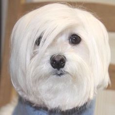 Hippie dog! #maltese Maltese Haircuts, Cotton De Tulear, Maltese Dogs Haircuts, Maltese Haircut, The Haircut, Side Parting, Dog Haircuts, Havanese Puppies, Maltese Dog