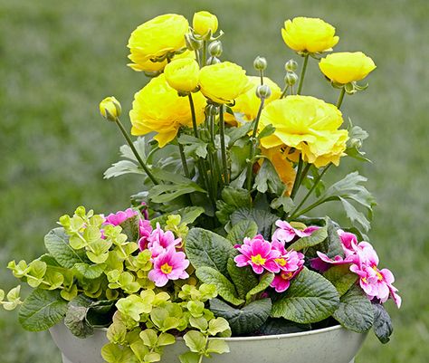 Ranunculus Landscaping, Early Spring Flower Pots, Ranunculus In Containers, Ranunculus Companion Plants, Spring Urns, Planted Containers, Grow Ranunculus, Gardening Checklist, Bulb Forcing