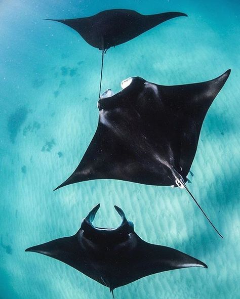 Tap image for travel information - Manta Ray encounters in Coral Bay  Travel information below    Coral Bay Ningaloo Reef Western Australia Australia.  May-Nov is best for manta rays.  @ningaloomarineinteractions to book a tour.  @alexkyddphoto for more awesome photos!   # Search for similar experiences by hashtag - #earthoffline #australiaoffline #wildlifeoffline Animal Migration, Manta Rays, Underwater Theme, Underwater Art, Beautiful Sea Creatures, Manta Ray, Marine Animals, Ocean Creatures, Ocean Animals