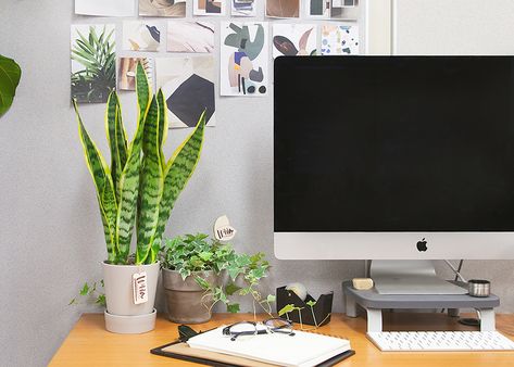 Plants For Office Desk, Cubicle Plants, Wild Interiors, Work Cubicle Decor, Best Office Plants, Office Plants Desk, Motivation At Work, Workplace Motivation, Office Decore