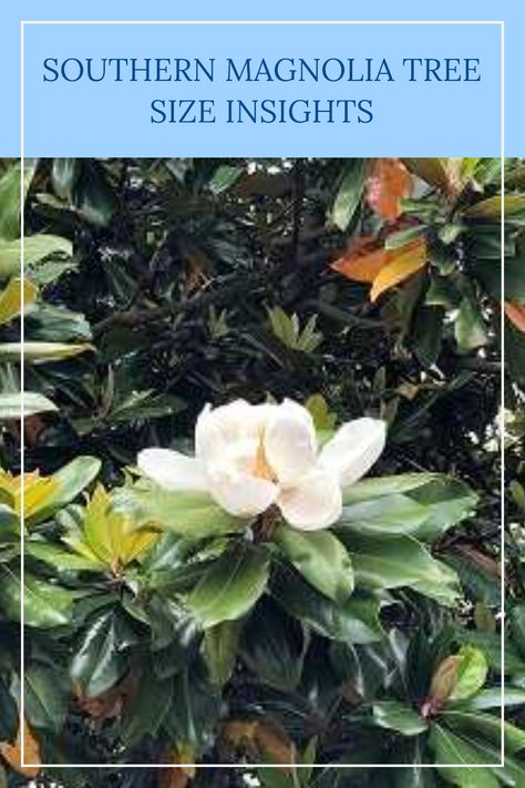 Wondering how tall Southern magnolia trees can grow? Also known as Magnolia grandiflora, these evergreen beauties captivate with their impressive size, creating a stunning focal point in any garden or landscape. Typically reaching heights of up to 80 feet and spreading wide with an equally impressive canopy, Southern magnolias not only enhance aesthetic appeal but also thrive in various landscapes. Discover the height and width of these majestic trees to help with your landscape planning. Types Of Magnolia Trees, Growing Magnolia Trees From Seed, Grow Height, Evergreen Magnolia, Southern Magnolia Tree, Leonard Messel Magnolia Tree, Magnolia Grandiflora Tree, Magnolia Stellata, Landscape Planning