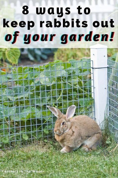 Brown rabbit beside garden fence Garden Design To Keep Animals Out, Rabbit Fencing For Garden, How To Protect Vegetables From Animals, Pie Pans In The Garden, How To Keep Animals Out Of Your Garden, Rabbit Deterrent Plants, Garden Rabbit Fence, Garden Fence To Keep Rabbits Out, Deter Rabbits From Garden Plants