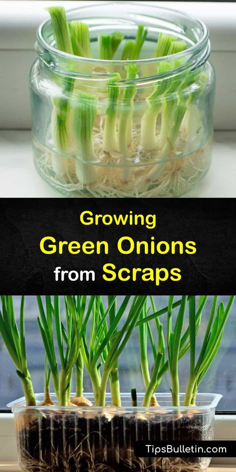 Save trips to the grocery store and grow green onions on your windowsill from kitchen scraps. Spring onions are members of the Allium family and are easy to grow. With just enough water you’ll see green shoots and have fresh veggies in no time. #grow #green #onion #scraps How To Grow Onions Indoors, Regrow Green Onions In Water, Growing Green Onions Indoors, How To Grow Green Onions Indoors, Grow Green Onions From Scraps, How To Grow Green Onions, Planting Green Onions, Store Green Onions, Growing Shallots