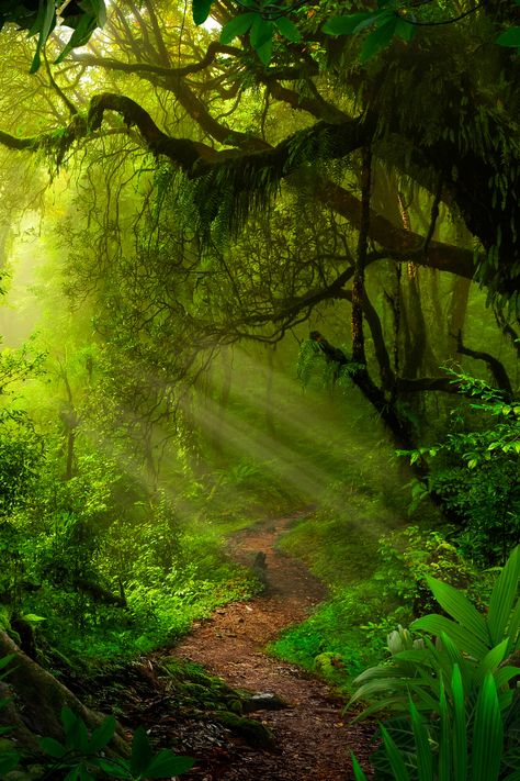 Forest Background, Forest Path, Fantasy Forest, Forest Wallpaper, Nature Tree, Green Forest, Green Trees, Beautiful Nature Scenes, Nature Aesthetic