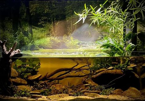 Black Water Aquarium, Turtle Tank Setup Ideas, Blackwater Aquarium, Tank Setup Ideas, Turtle Tank Setup, Turtle Aquarium, Biotope Aquarium, Fish Aquarium Decorations, Freshwater Plants