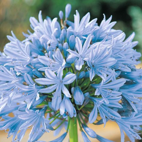 Agapanthus Headbourne Hybrids Agapanthus Blue, Agapanthus Plant, Biennial Plants, Sun Perennials, Hardy Perennials, Flowers Perennials, Beautiful Blooms, Flower Seeds, Dream Garden