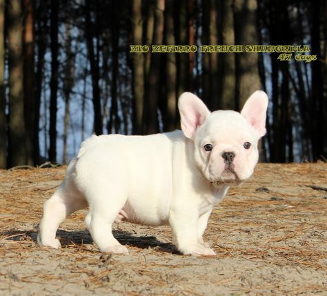 White French Bulldog puppy. White French Bulldog Puppies, White French Bulldog, Baby French Bulldog, Fawn French Bulldog, French Bulldog For Sale, White Bulldog, White French Bulldogs, French Bulldog Facts, French Bulldog Funny